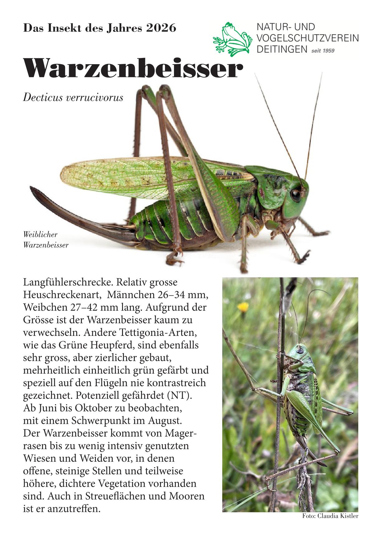 warzenbeisser 2026 1