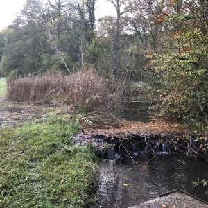 Der Biber im Mürgeli