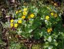 caltha palustris