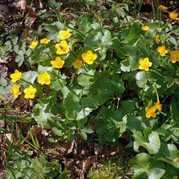 caltha palustris