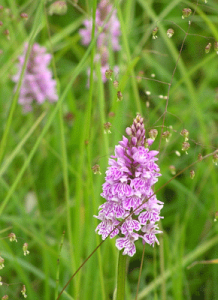 geflecktes knabenkraut