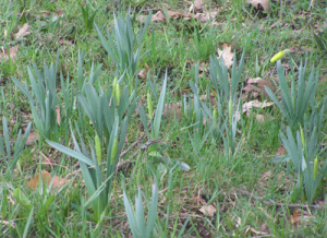 gelbe schwertlilien vor blu