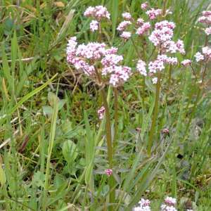 kleiner sumpfbaldrian20