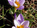 krokus
