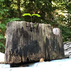 saemling auf stammstueck