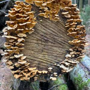 stammschnitt mit pilzen