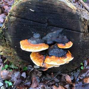 stammschnitt mit pilzen