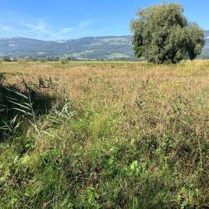 Herbst im Mürgeli 2023